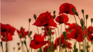 Read more about the article Bombed out in the Blitz